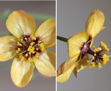 Abutilon incanum