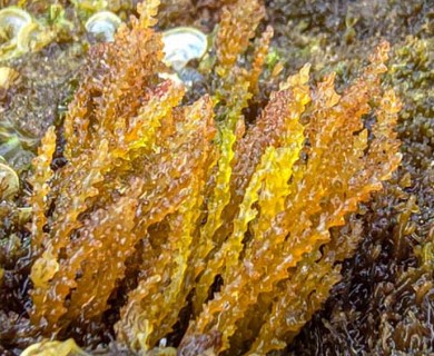 Acanthophora spicifera
