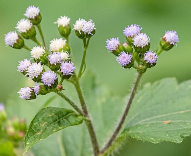 Ageratum conyzoides
