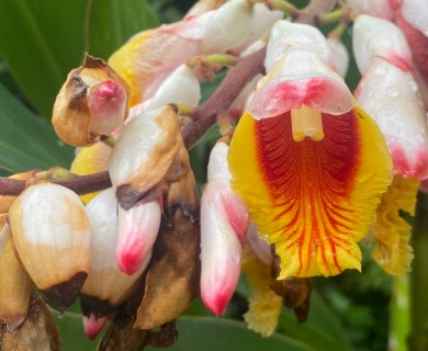 Alpinia zerumbet