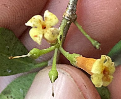 Alyxia stellata