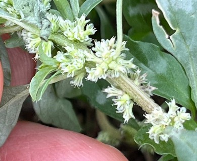 Amaranthus polygonoides