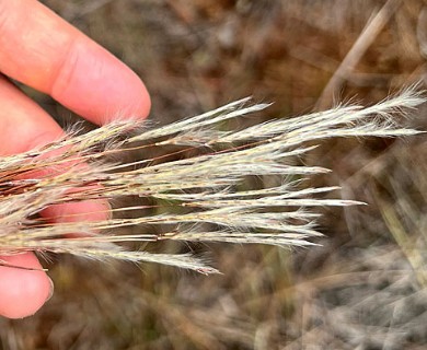 Anatherum bicorne