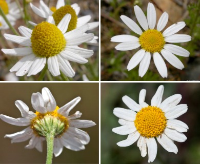 Anthemis cotula