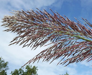 Arundo donax