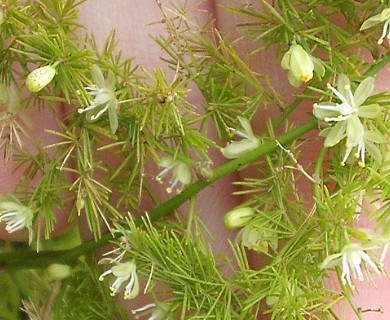 Asparagus setaceus
