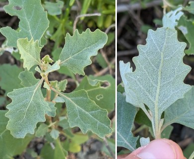 Atriplex muelleri
