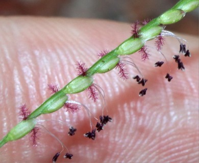 Axonopus fissifolius