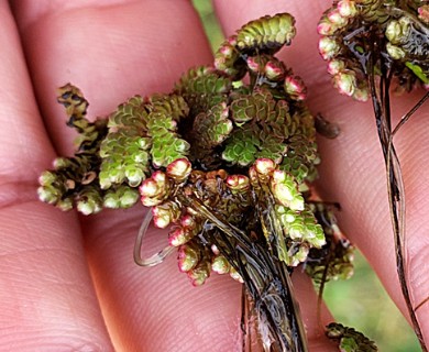 Azolla filiculoides