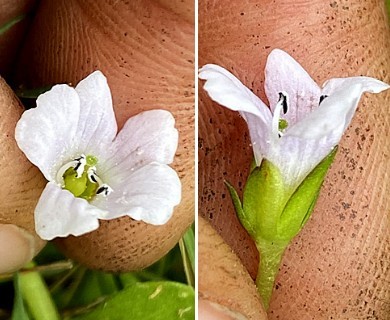 Bacopa monnieri
