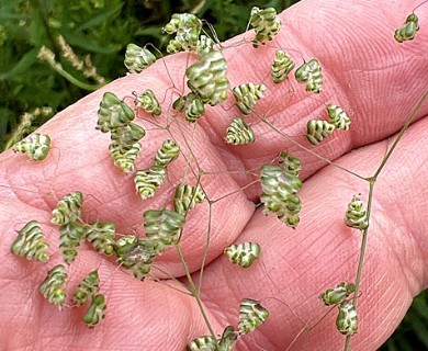Briza minor