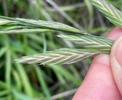 Bromus catharticus
