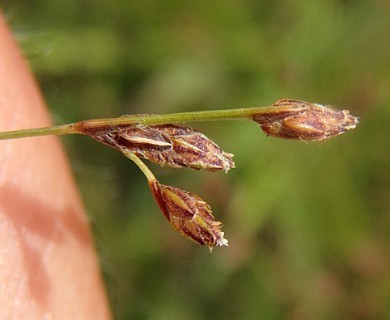 Bulbostylis capillaris