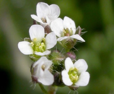 Capsella bursa-pastoris