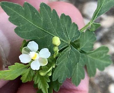 Cardiospermum halicacabum