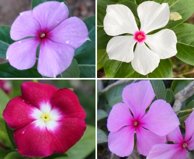 Catharanthus roseus
