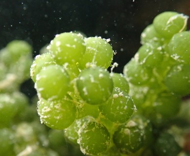 Caulerpa racemosa