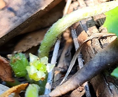 Centella asiatica