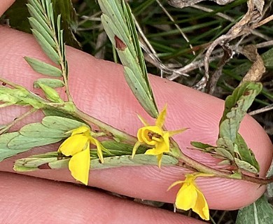 Chamaecrista nictitans