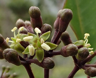 Cheirodendron trigynum