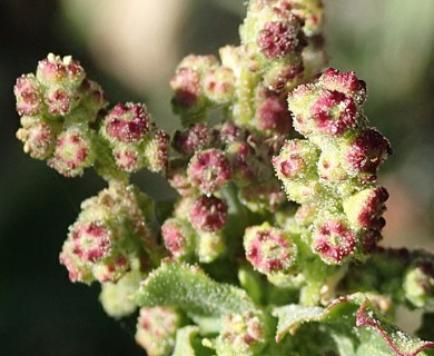 Chenopodiastrum murale