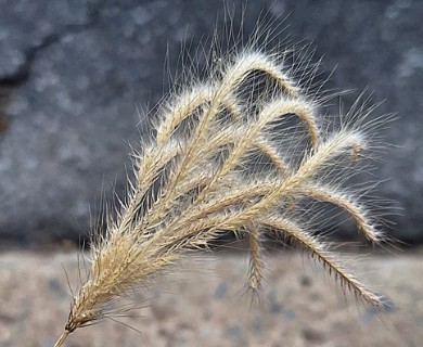 Chloris virgata