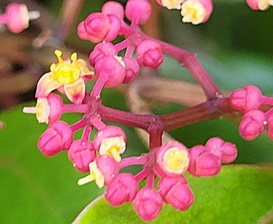 Cissus verticillata