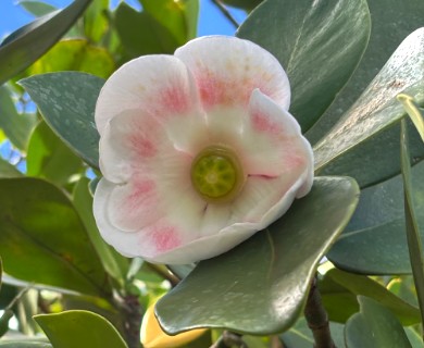 Clusia rosea