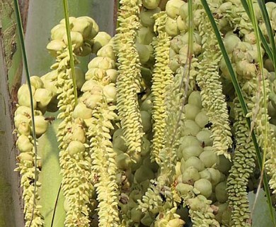 Cocos nucifera
