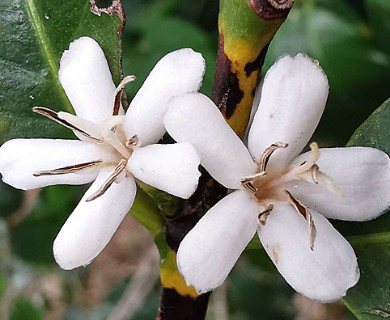 Coffea arabica