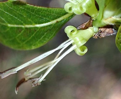 Coprosma ochracea