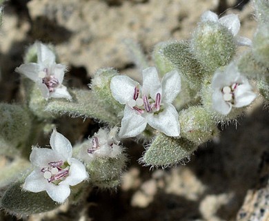 Cressa truxillensis