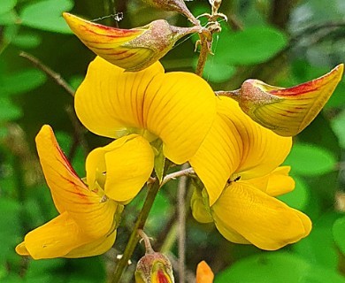 Crotalaria incana