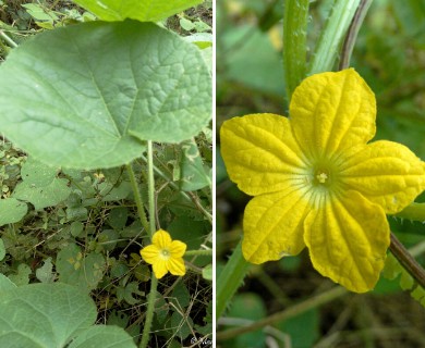 Cucumis dipsaceus