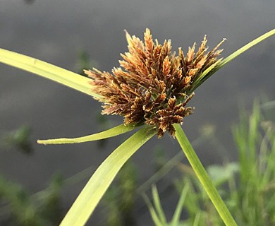 Cyperus polystachyos