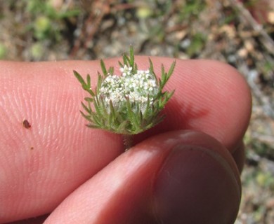 Daucus pusillus