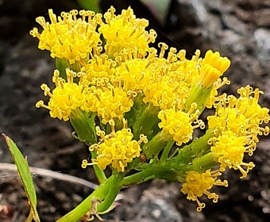 Delairea odorata