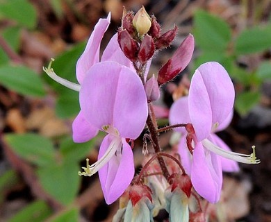 Desmodium intortum