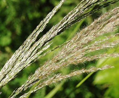 Digitaria insularis