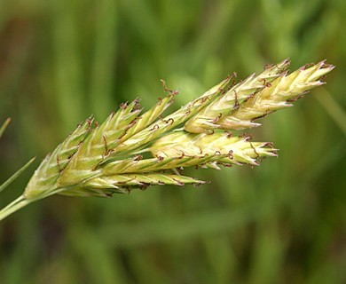 Distichlis spicata