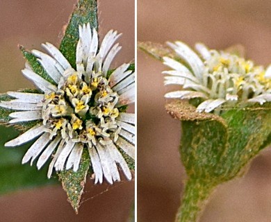 Eclipta prostrata