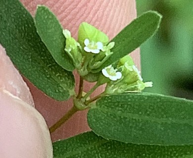 Euphorbia hyssopifolia