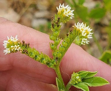 Euploca procumbens