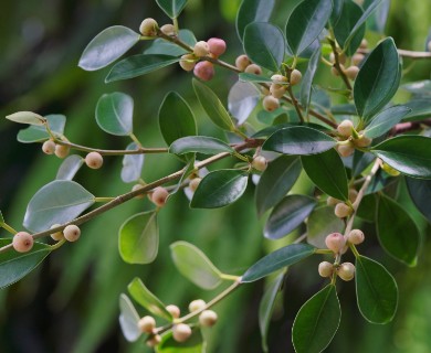 Ficus microcarpa