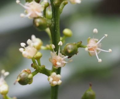 Filicium decipiens