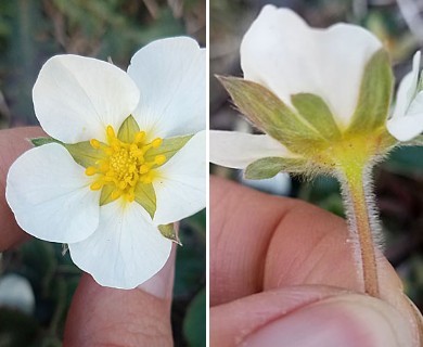 Fragaria chiloensis