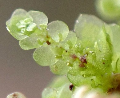 Frullania hypoleuca