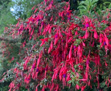 Fuchsia magellanica