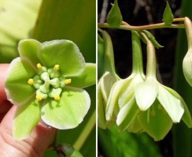 Furcraea foetida