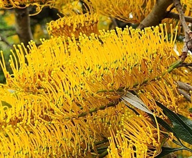 Grevillea robusta